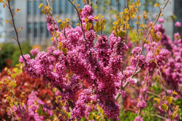 如何使紫荆在元旦开花