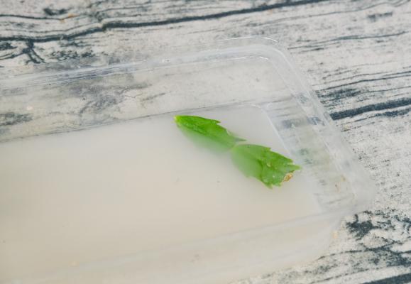 如何使蟹爪兰在元旦开花