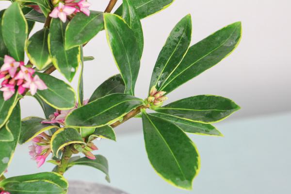 冬季盆栽瑞香花怎么养