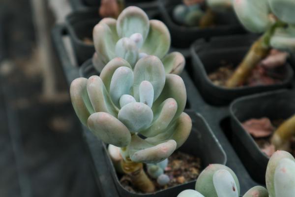 北方多肉冬天怎么办