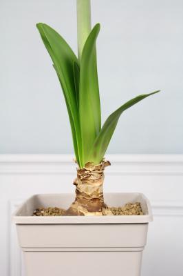 如何使朱顶红在元旦开花