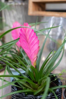 冬天养铁兰的禁忌