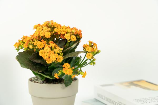 如何使长寿花在圣诞开花