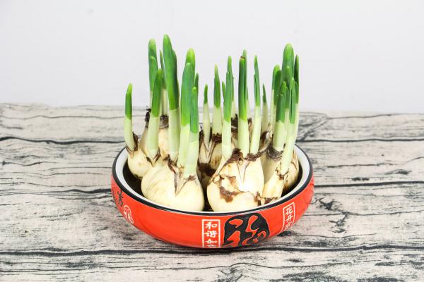 水仙花施肥方法