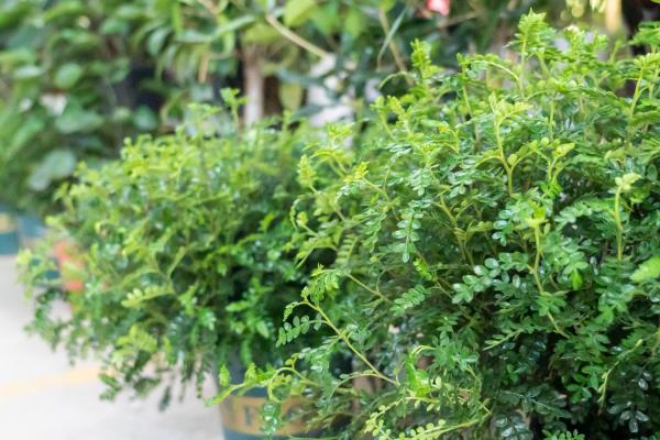 胡椒木怎么施肥