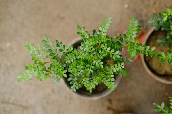 胡椒木怎么浇水