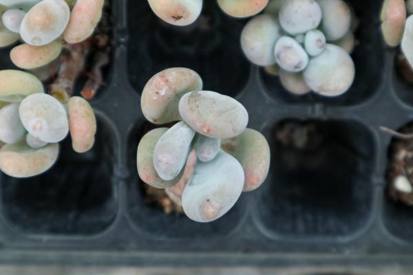 桃美人怎么养才红