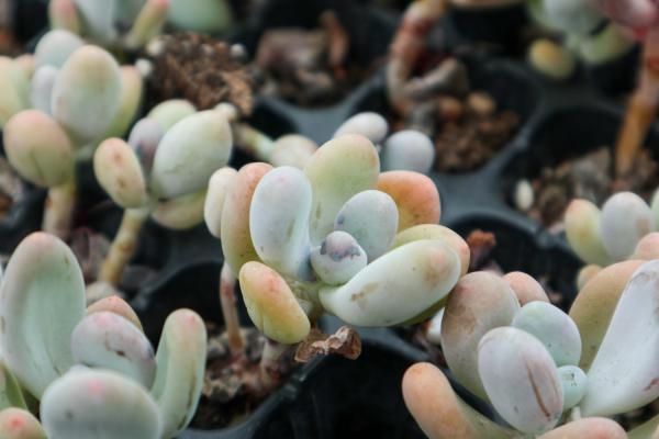 桃美人怎么砍头