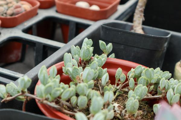 鹿角海棠怎么施肥