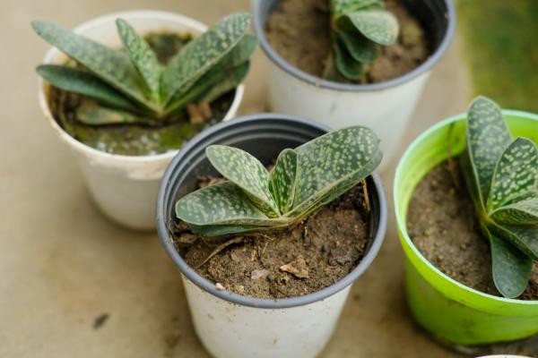 多肉子宝怎么养厚?