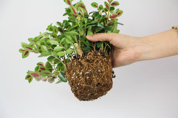 金鱼吊兰怎么繁殖