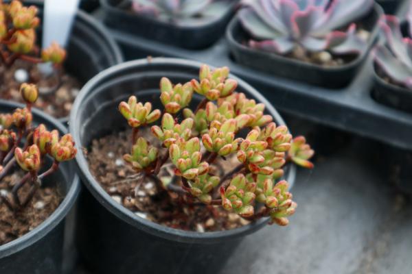 小人祭怎么繁殖