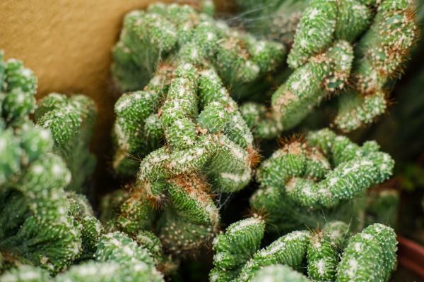 山影拳怎么繁殖