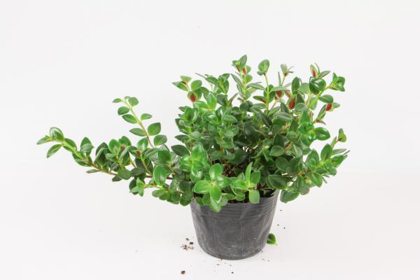 金鱼吊兰怎么施肥