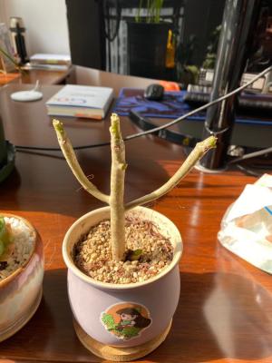 八千代怎么施肥