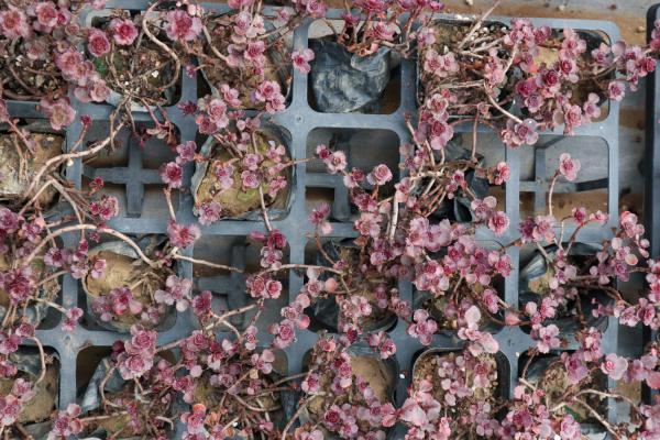 小球玫瑰怎么养更好看