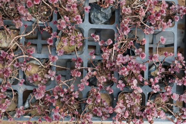 小球玫瑰怎么施肥