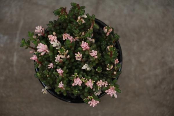 虹之玉长气根怎么办