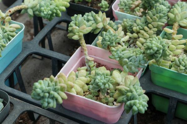 新玉缀怎么养爆盆