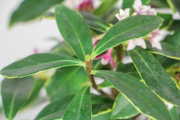 金边瑞香怎么浇水，这样浇花都艳了！