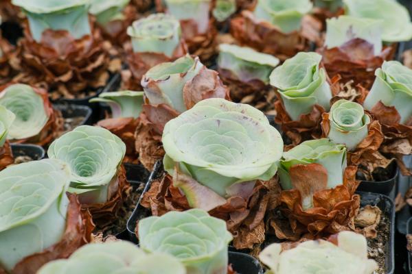 山地玫瑰怎么爆盆