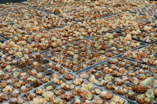 山地玫瑰夏天怎么养