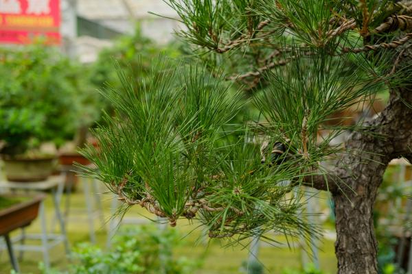 松树盆景怎么修剪