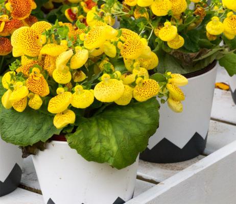 蒲包花怎么过冬