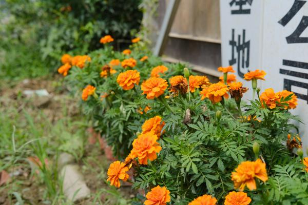 万寿菊种子怎么种