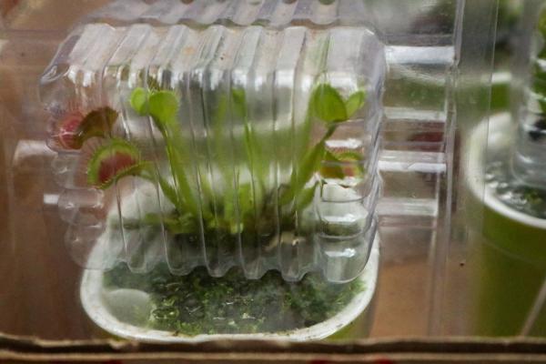 捕蝇草怎么浇水