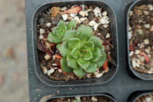 多肉蒂亚怎么浇水