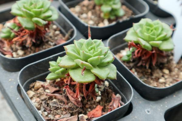 蒂亚徒长怎么办