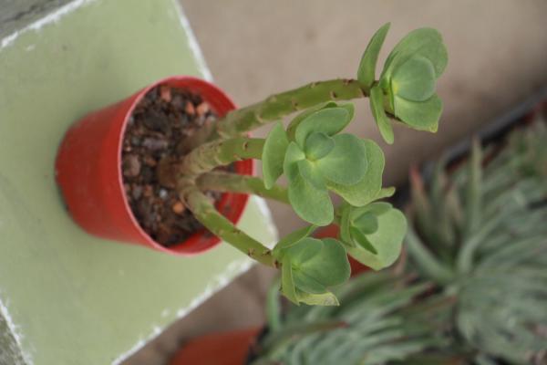 金钱木如何多生侧芽