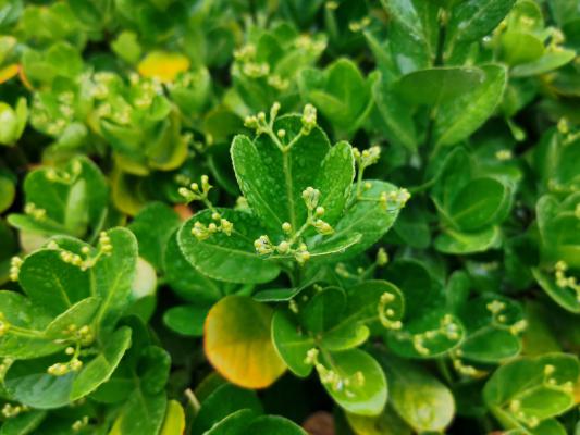 黄杨盆景怎么促芽