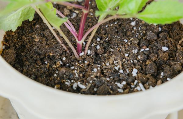 小丽花种子怎么种