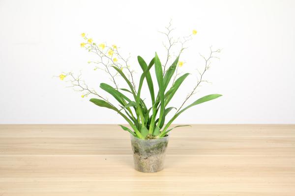 文心兰怎么爆盆