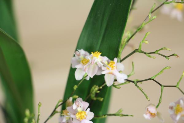 文心兰怎么施肥