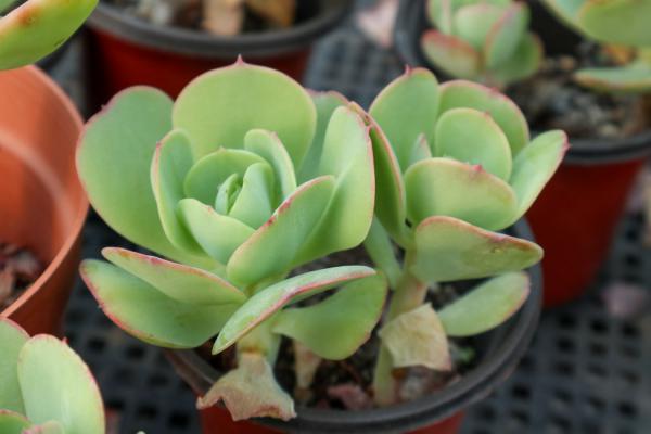 唐印怎么养爆盆