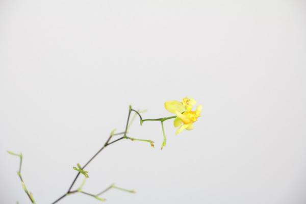 盆栽文心兰怎么浇水