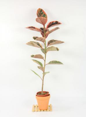 橡皮树怎么移植