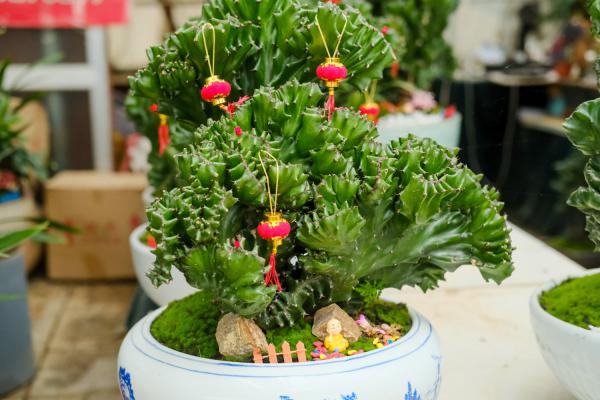 麒麟掌怎么施肥