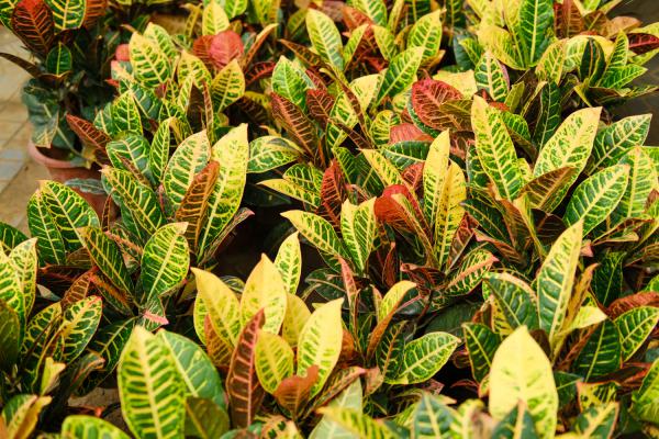 变叶木怎么浇水