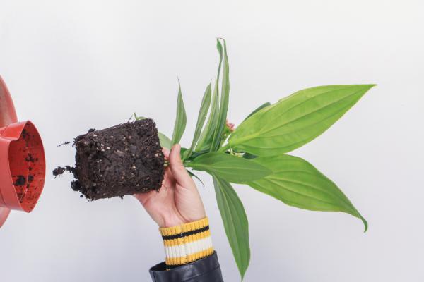 盆栽宝莲灯怎么浇水，适时调整吸收好！