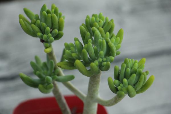 乙女心夏季怎么养