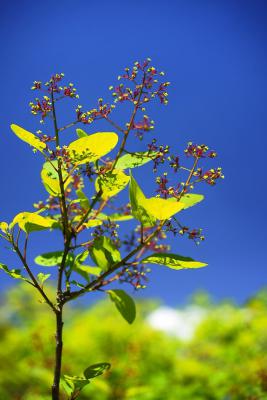 黄栌盆景怎么扦插
