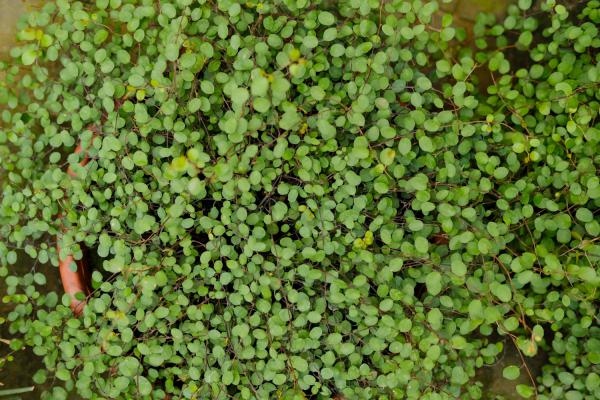 千叶吊兰怎么施肥？找对方法效果好！