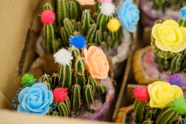 多肉万重山怎么繁殖