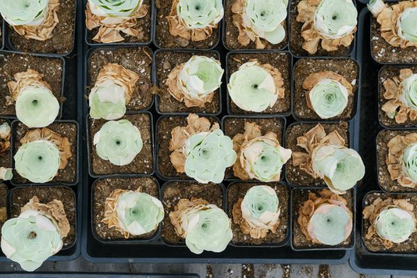 山地玫瑰怎么过冬，这样才安全！