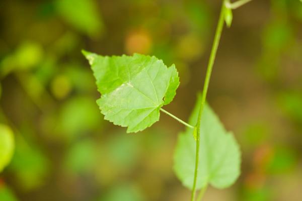 蔓性风铃花怎么浇水