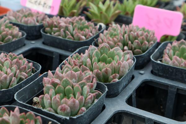 多肉红宝石怎么养红